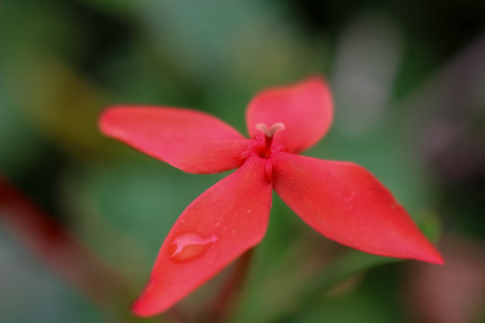 red flower with drops of water