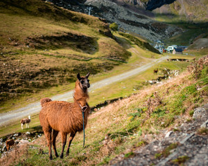 llama on a mountain