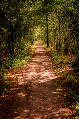 path in the forest