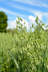 Oats growing in the field surrounded by greenery, trees and beautiful blue sky
