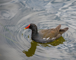 Moorhen swimming in the lake