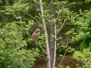 Jay bird perched on a branch