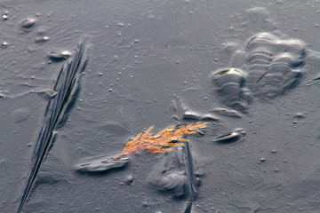 Dry leaf, in ice