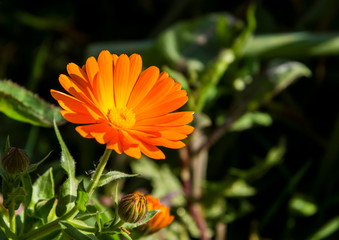 orange calendula in the garden daylight