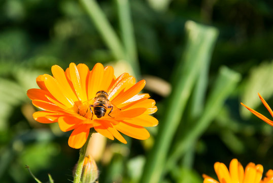 bee sitting on the orange calendula in the garden daylight