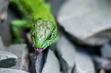 green lizard looking into the camera