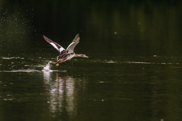 great crested grebe