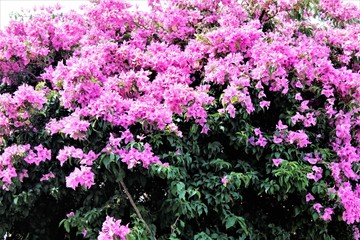 JACARANDA