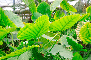 Perennial herbaceous plants of the genus alo