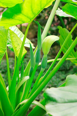 taro leaves are in the garden