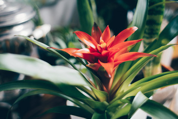 Beautiful tropical potted houseplant. Bromelia Guzmania. Home garden concept.