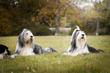 bearded collies and puppy of poodle are lying in the grass. Autumn photoshooting. Family photo.