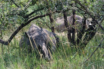 Fototapeta na wymiar White rhino, Ziwa Rhino Sanctuary, Uganda