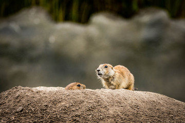 prairie dog