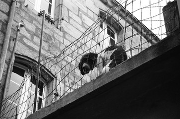 The dog and the grilling