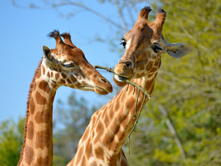 Closeup of two giraffes (Giraffa camelopardalis) eating a twig