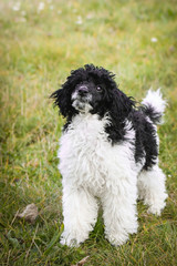poodle puppy want food. black and white puppy looks like sheep. He look so ambitious. He will get it