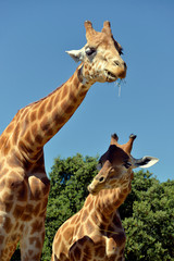 Closeup of two giraffes (Giraffa camelopardalis) with a twig