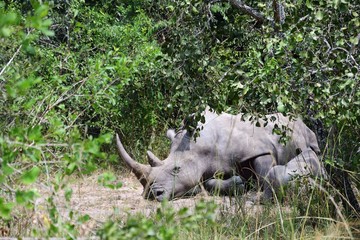 Fototapeta premium White rhino, Ziwa Rhino Sanctuary, Uganda