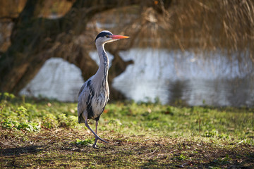 Close up Picture of big wading bird grey heron, Ardea cinerea sitting on swampy meadow on the bank of river and searching for some quarry like frogs or mouse. Herons are members of the family Ardeidae