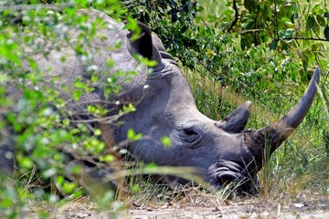 White rhino, Ziwa Rhino Sanctuary, Uganda