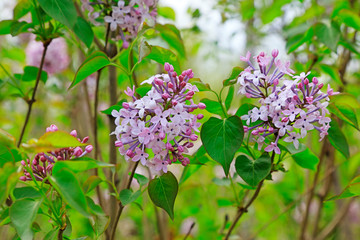 Lilac flowers in the natural state