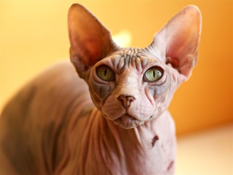 Сколько живут коты сфинксы