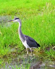 Grey Heron (Ardea cinerea).