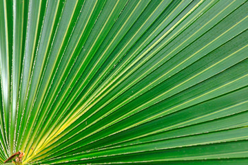 Chinese fan palm leaf texture
