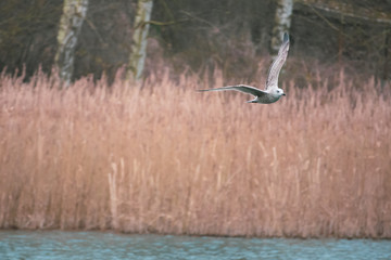 above a lake gulls fly excitedly over the water in search of food