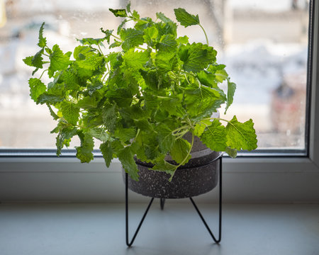 A pot with growing green lemon balm stands on the windowsill