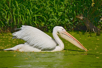 Closeup white pelican, (Pelecanus onocrotalus) on the water where green duckweed float