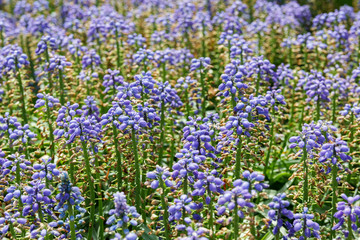 Naklejka premium Background of blue and green flowers on a sunny spring day.