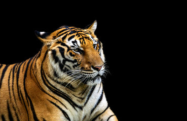 Fototapeta na wymiar Asian tigers that are found in Thailand. Isolated on black background.