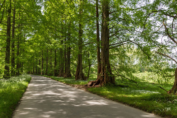 Road between tall green and leafy trees. Sunny spring day in a german forest.