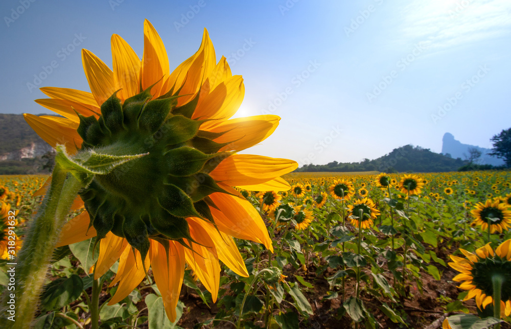 Wall mural Sunflower species from Thailand