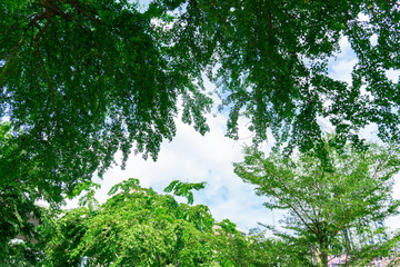 Obraz premium summer forest bottom view