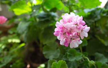 Pink bicolor pink and white geraniums in the home garden