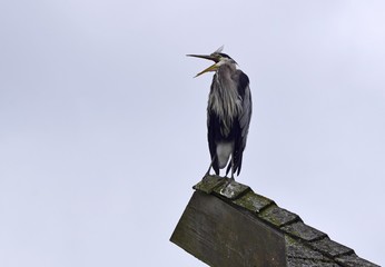 Fototapeta premium Great blue heron on to of a wooden structure, standing with wide open beak, sky in the background 