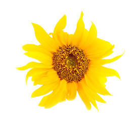 Sunflower isolated on white background