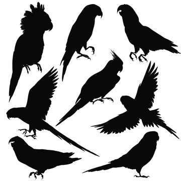 Parrots silhouettes. Vector illustration isolated on white