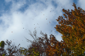 Bosco in Autunno e foglie in volo nel cielo in caduta