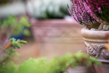 Common heather, Calluna vulgaris, in flower pot