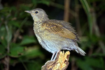 Young pale breasted thrush perched on the trunk