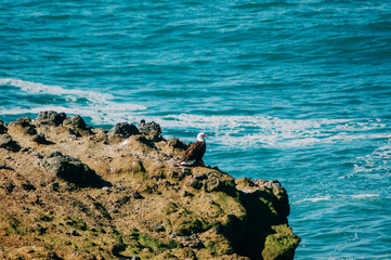eagle over sea and rocks