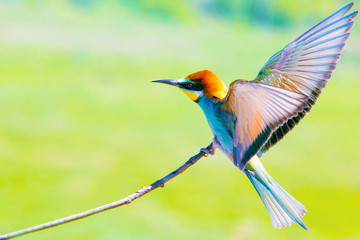 Colorful birds (Merops apiaster), on a branch on a green background
