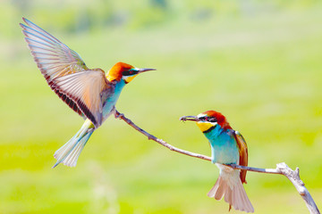Colorful birds (Merops apiaster), on a branch on a green background