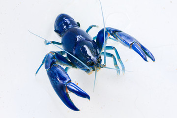 Shrimp yabbie crayfish (Cherax destructor)