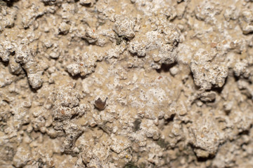 Texture of plastered wall. Macro photo.