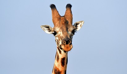 Rotschild giraffe, Murchison Falls National Park, Uganda